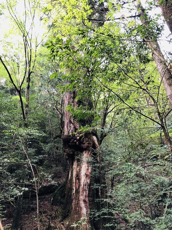 兩天半玩遍屋久島 探訪自然遺產，感受大自然魅力