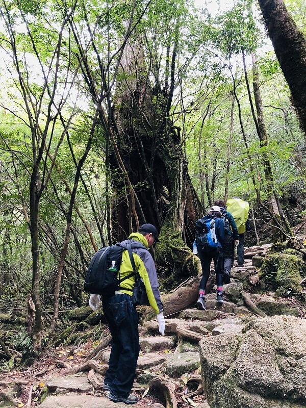 兩天半玩遍屋久島 探訪自然遺產，感受大自然魅力