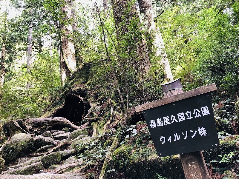 兩天半玩遍屋久島 探訪自然遺產，感受大自然魅力