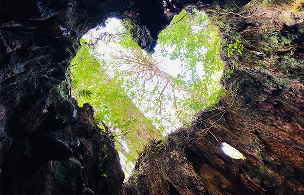 兩天半玩遍屋久島 探訪自然遺產，感受大自然魅力