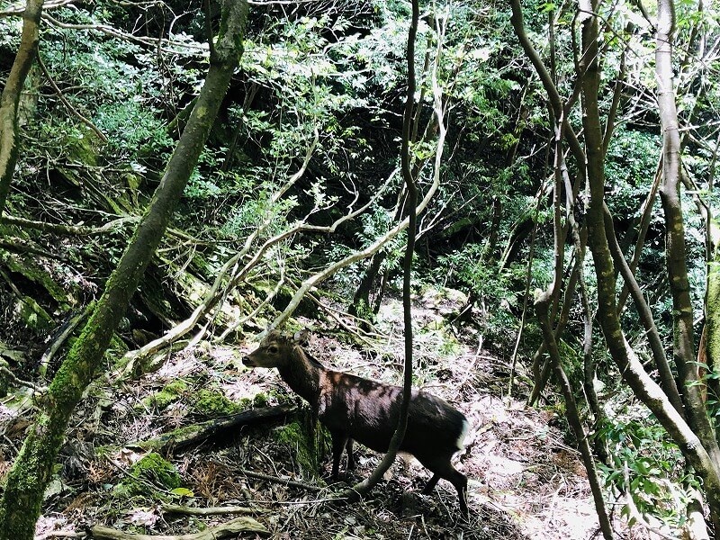 兩天半玩遍屋久島 探訪自然遺產，感受大自然魅力