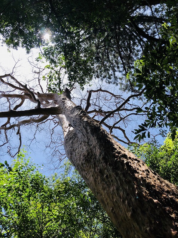 兩天半玩遍屋久島 探訪自然遺產，感受大自然魅力