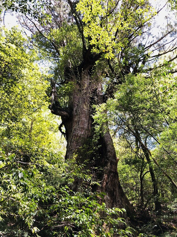 兩天半玩遍屋久島 探訪自然遺產，感受大自然魅力