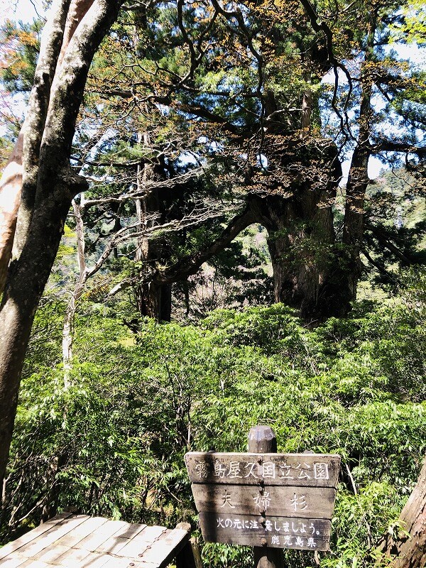 兩天半玩遍屋久島 探訪自然遺產，感受大自然魅力