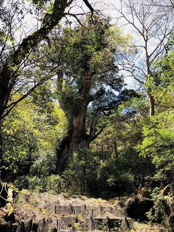 兩天半玩遍屋久島 探訪自然遺產，感受大自然魅力