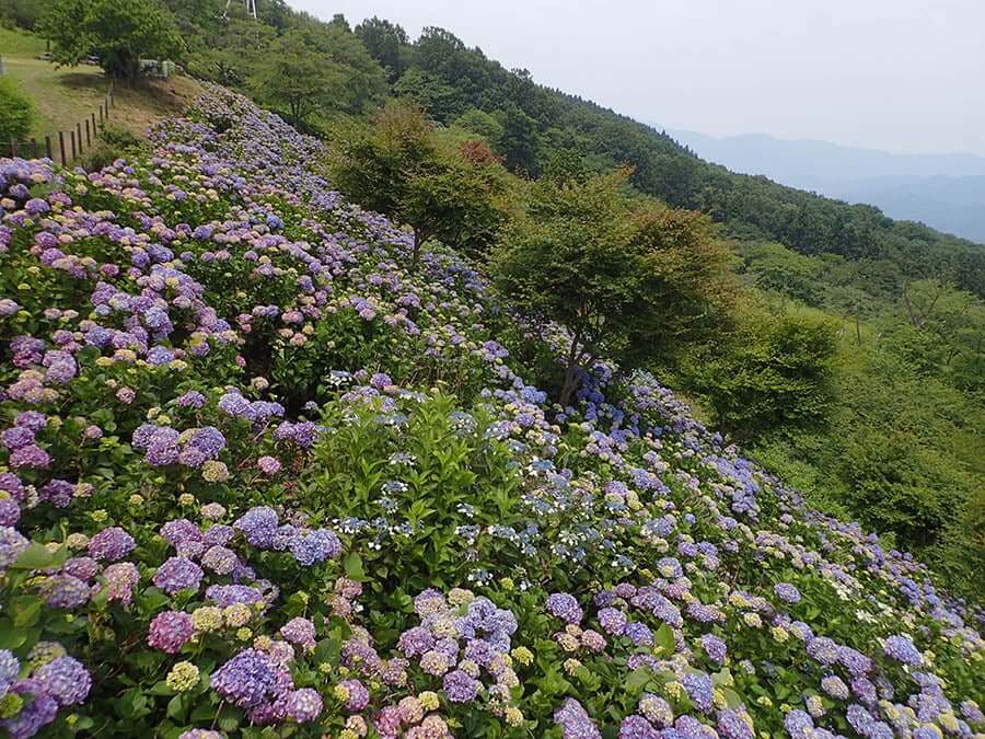 雲海與紫陽花更配！埼玉9處紫陽花賞花勝地