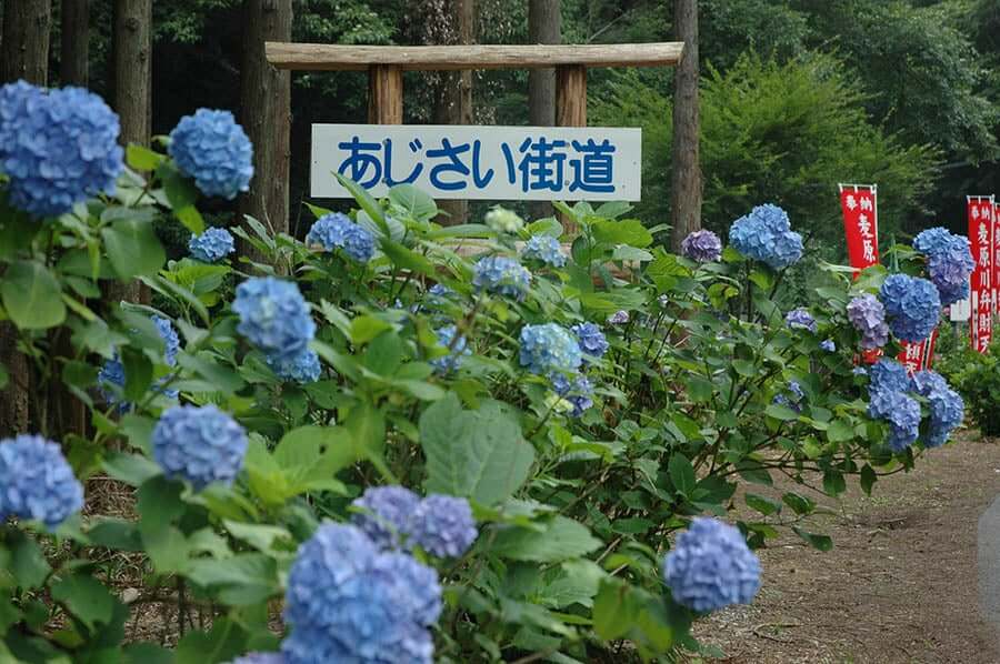 雲海與紫陽花更配！埼玉9處紫陽花賞花勝地