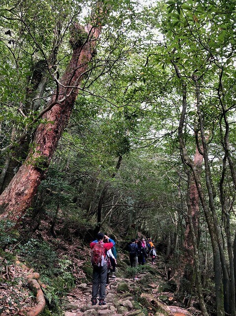 兩天半玩遍屋久島（完）探訪幽靈公主拯救的那片森林——白谷雲水峽