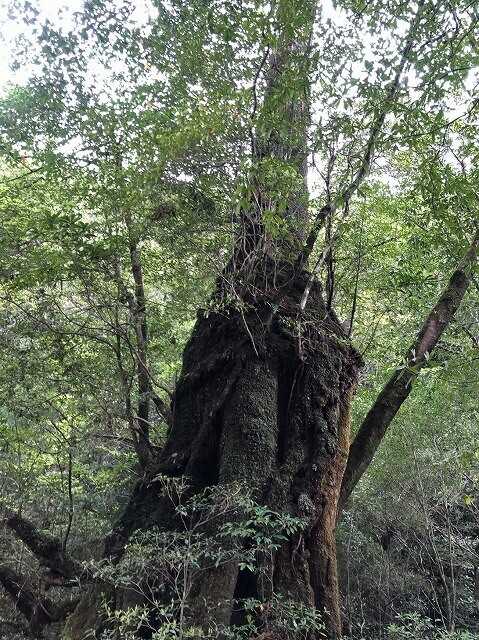 兩天半玩遍屋久島（完）探訪幽靈公主拯救的那片森林——白谷雲水峽