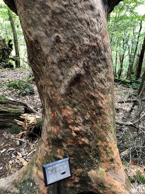 兩天半玩遍屋久島（完）探訪幽靈公主拯救的那片森林——白谷雲水峽