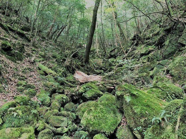 兩天半玩遍屋久島（完）探訪幽靈公主拯救的那片森林——白谷雲水峽