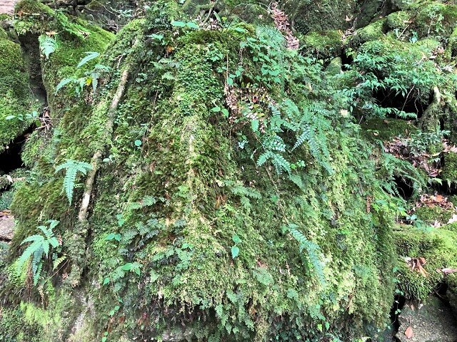 兩天半玩遍屋久島（完）探訪幽靈公主拯救的那片森林——白谷雲水峽