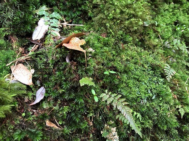 兩天半玩遍屋久島（完）探訪幽靈公主拯救的那片森林——白谷雲水峽