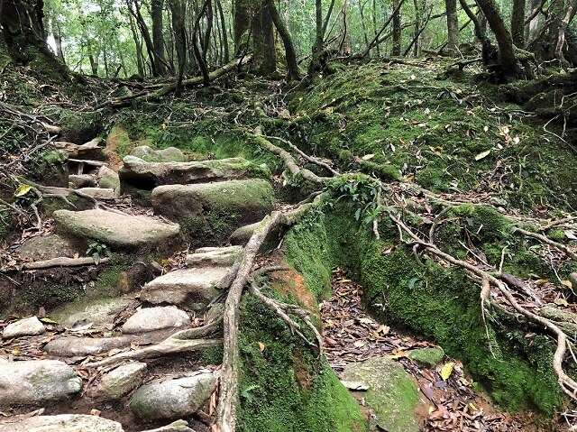 兩天半玩遍屋久島（完）探訪幽靈公主拯救的那片森林——白谷雲水峽