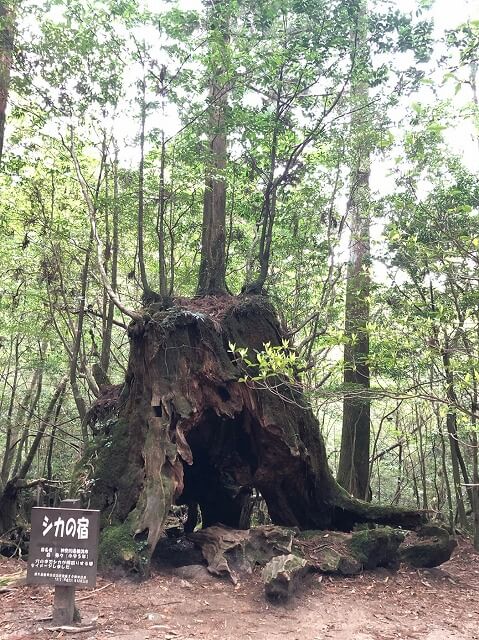 兩天半玩遍屋久島（完）探訪幽靈公主拯救的那片森林——白谷雲水峽