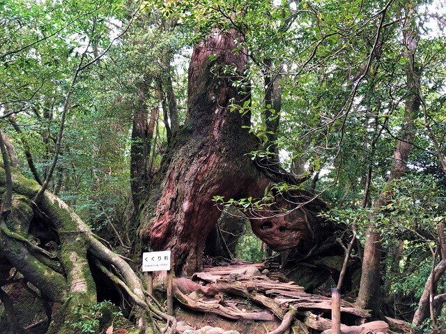 兩天半玩遍屋久島（完）探訪幽靈公主拯救的那片森林——白谷雲水峽