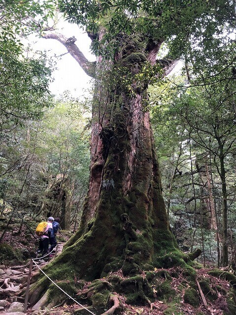 兩天半玩遍屋久島（完）探訪幽靈公主拯救的那片森林——白谷雲水峽