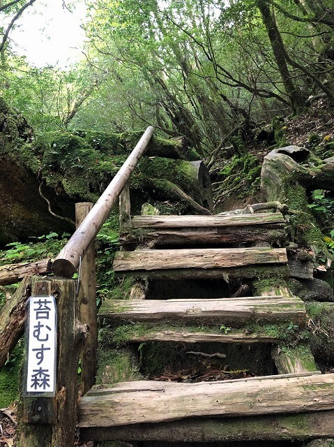 兩天半玩遍屋久島（完）探訪幽靈公主拯救的那片森林——白谷雲水峽