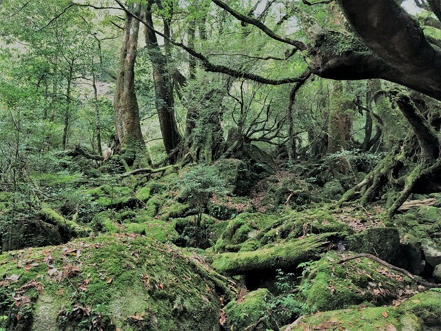 兩天半玩遍屋久島（完）探訪幽靈公主拯救的那片森林——白谷雲水峽