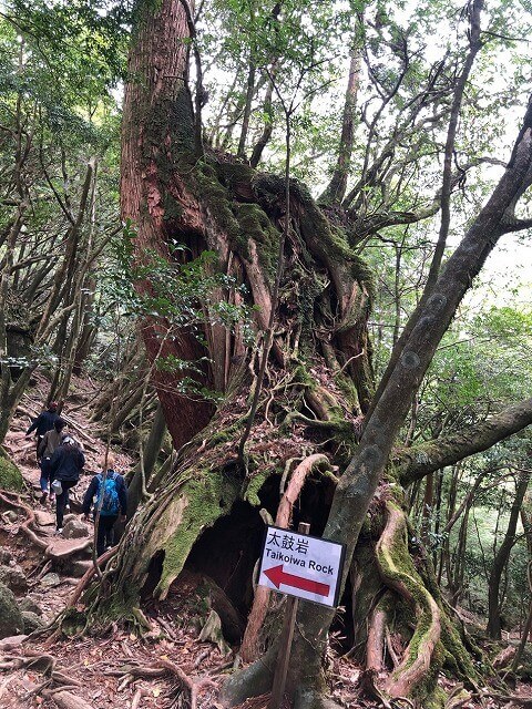 兩天半玩遍屋久島（完）探訪幽靈公主拯救的那片森林——白谷雲水峽