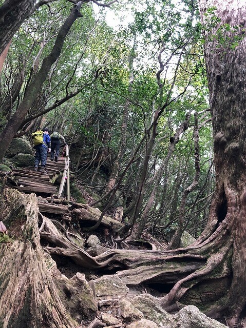 兩天半玩遍屋久島（完）探訪幽靈公主拯救的那片森林——白谷雲水峽