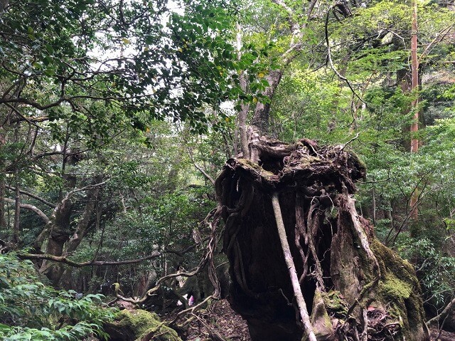 兩天半玩遍屋久島（完）探訪幽靈公主拯救的那片森林——白谷雲水峽