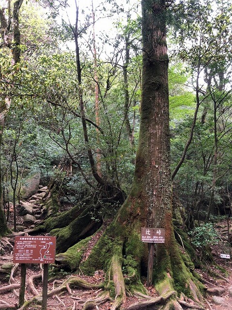 兩天半玩遍屋久島（完）探訪幽靈公主拯救的那片森林——白谷雲水峽