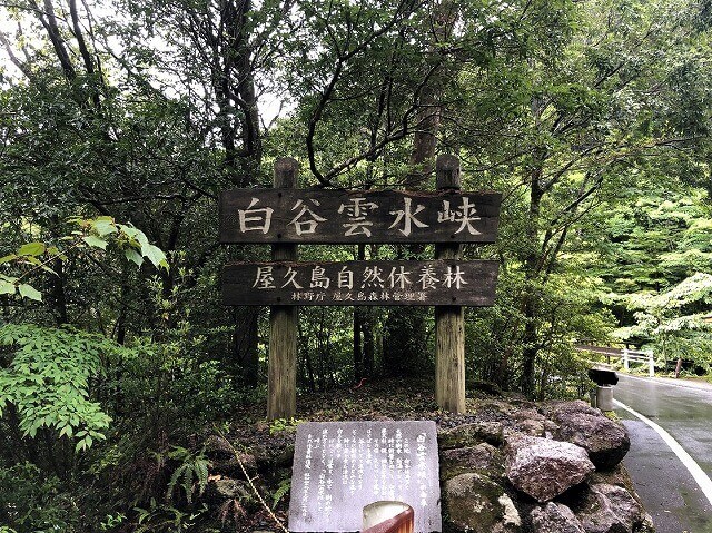 兩天半玩遍屋久島（完）探訪幽靈公主拯救的那片森林——白谷雲水峽