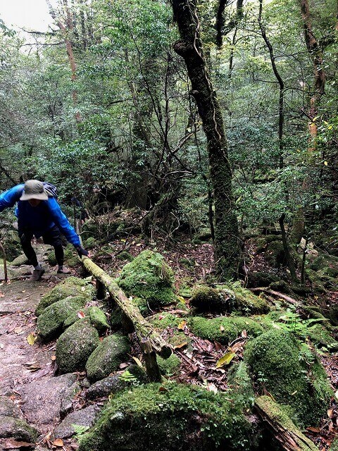 兩天半玩遍屋久島（完）探訪幽靈公主拯救的那片森林——白谷雲水峽