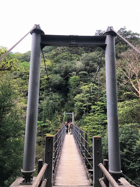 兩天半玩遍屋久島（完）探訪幽靈公主拯救的那片森林——白谷雲水峽