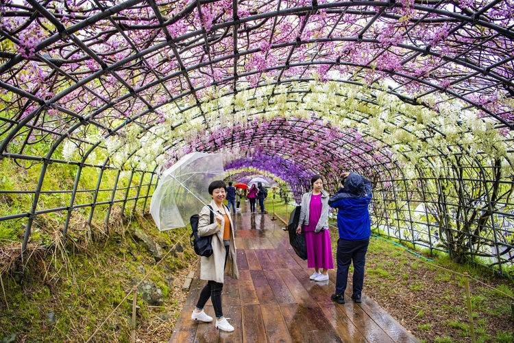 遊走在九州 夢幻藤園及閘司港篇