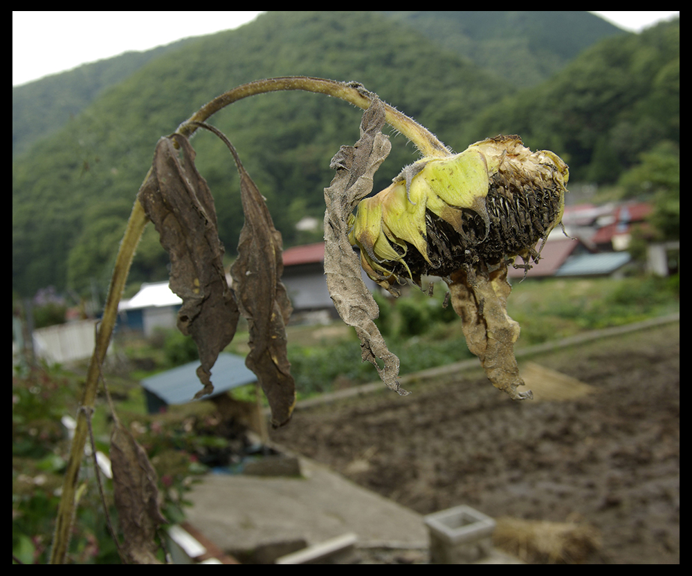 寫真蘆川 生生不息