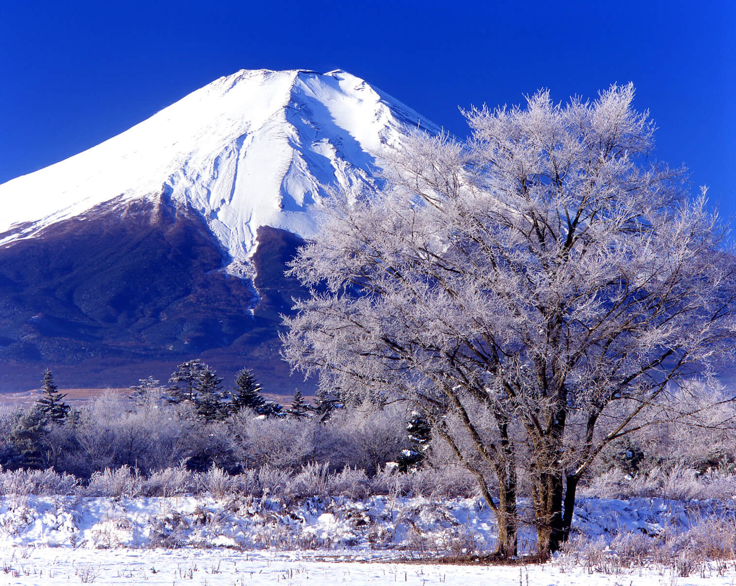 千姿百態富士山