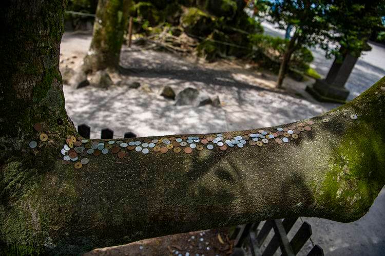 遊走在九州 霧島神宮