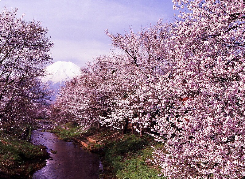 千姿百態富士山