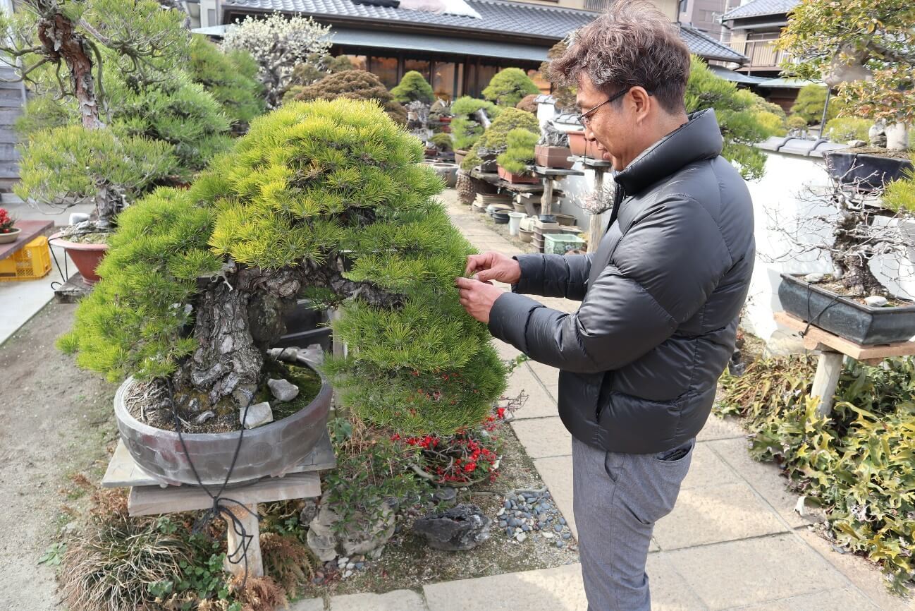 盆景，有生命的藝雕——熱愛盆景的那些日本人